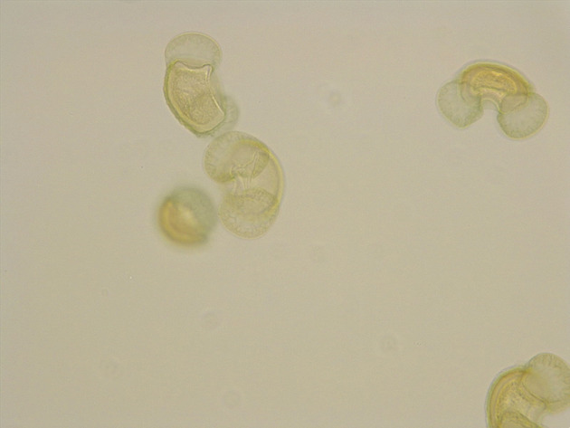 Pine Pollen Slides - Pine Pollen 02 200X